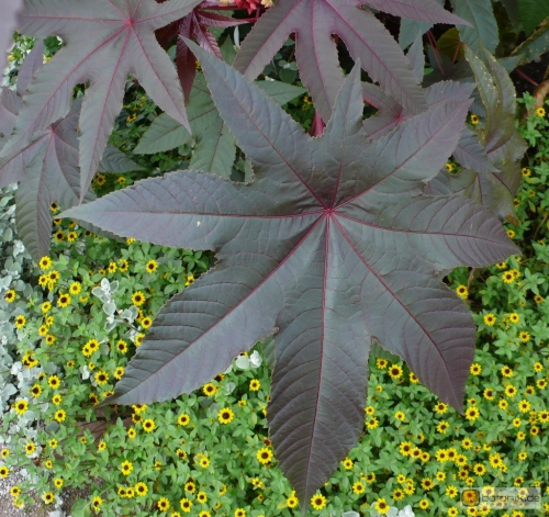 Ricinus communis Wunderbaum Garten Pflanzen Blumen Gartenbetriebe